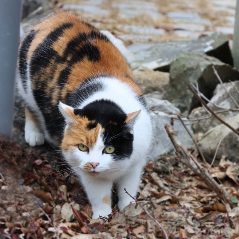Rattengift Gefahr für Katzen